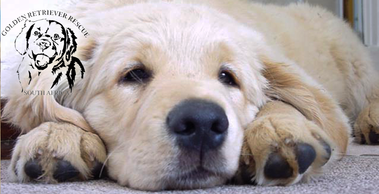 Golden Retriever Rescue South Africa Pet Health CareGolden Retriever Golden Retriever Rescue South Africa Pet Health CareGolden Retriever