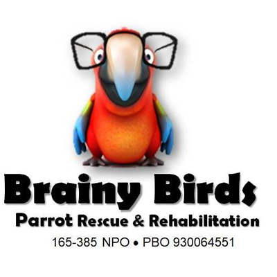 Finding an escaped bird, Bird Rescue, Parrot Rescue, Exotic Bird Rescue, Pet Insurance, Pet Healthcare,