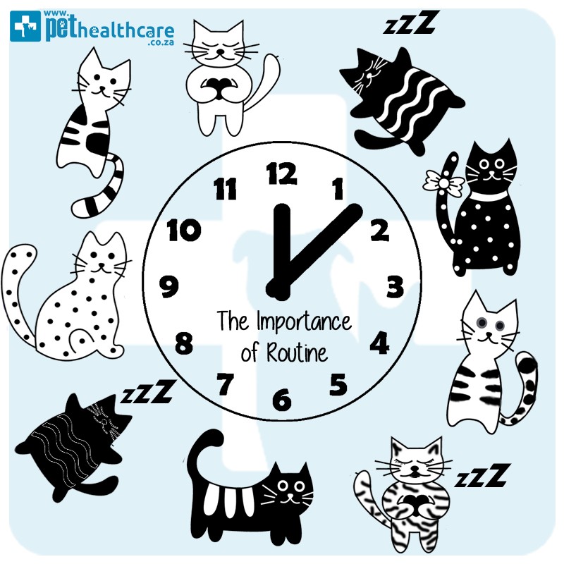 Routine is important for pets, Pet Healthcare, Pet Nutrition, Hills Pet Nutrition, Pet Insurance
