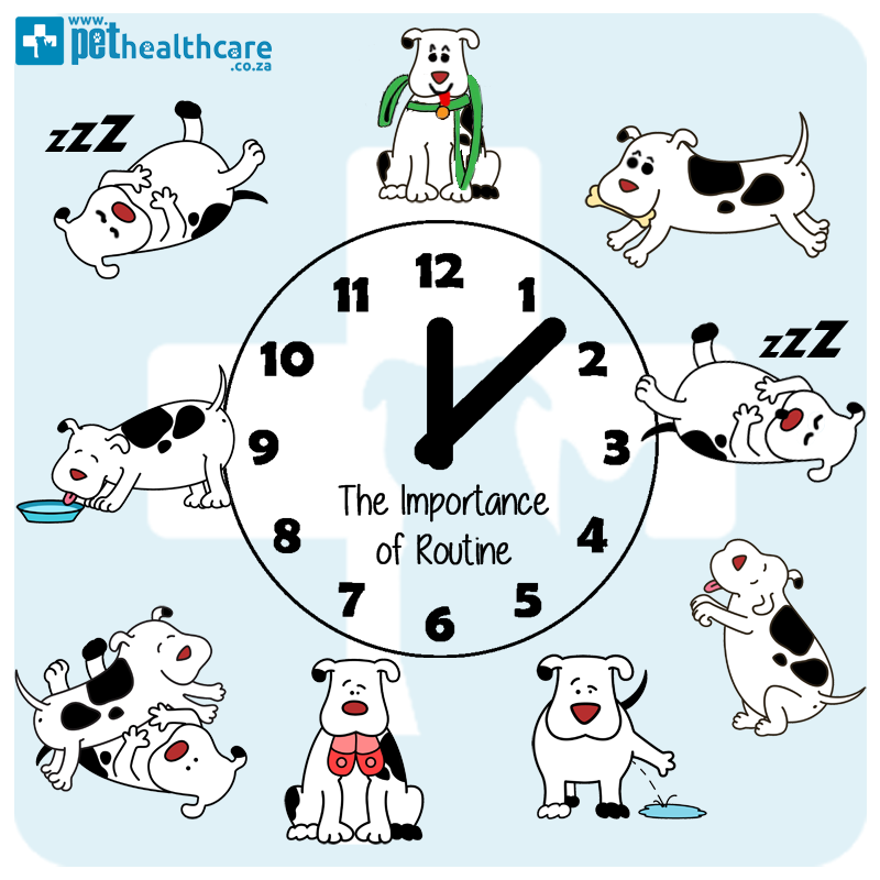 Routine is important for pets, Pet Healthcare, Pet Nutrition, Hills Pet Nutrition, Pet Insurance