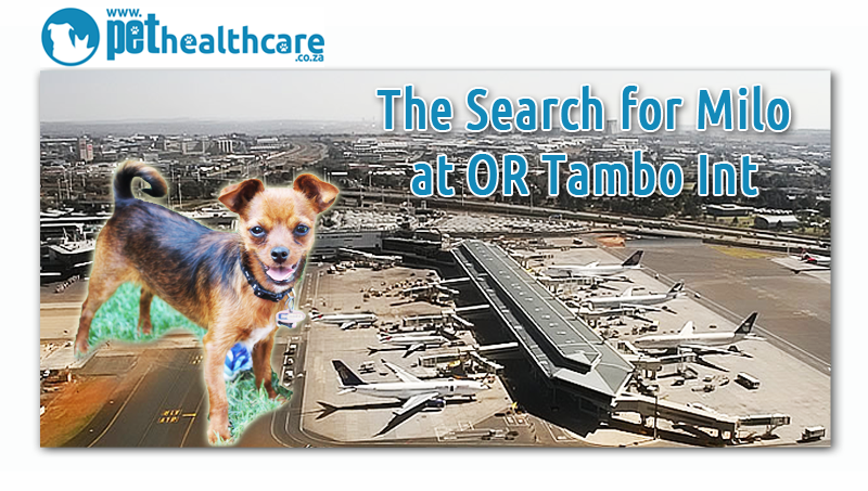 Lost dog, Crating, Dog escapes crate, leash, collar, tag, OR Tambo International, Airport, puppy nightmare, family nightmare, dieregesondheid, Animal Health, Pet Insurance, diere versekering, troeteldierversekering suid afrika, South Africa, Pet Health Care, Pet Care health, petcarehealth, pethealthcare, ask the vet, dieremaniere, animal behaviour, sick animals, siek diere, honde, katte, Cats, Dogs, veterinary advice, dog walks, dog events, pet wellness, kitten care health, pet care health insurance, pet insurance health, pet care news, pet health care questions, pet care health claim form, pet care health application form, pet health care application form, pet health care claim form, pet care medical, dog health care, illness cover for cats and dogs, vet visits, find a vet, south african veterinary practices, vets south africa, animal welfare south africa, animal shelters in south africa, dog training, dog walking, Pet Friendly Holidays, pet health questions, pet health care services, pet services