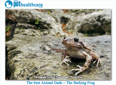 barking frog dad