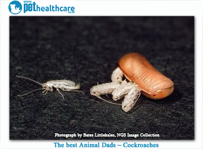 cockroach dads