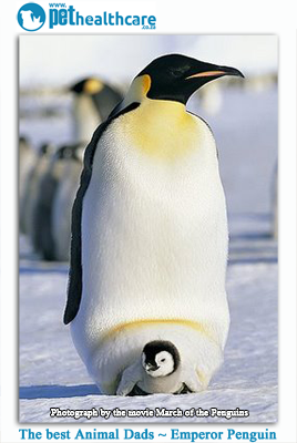 The emporer penguin dad