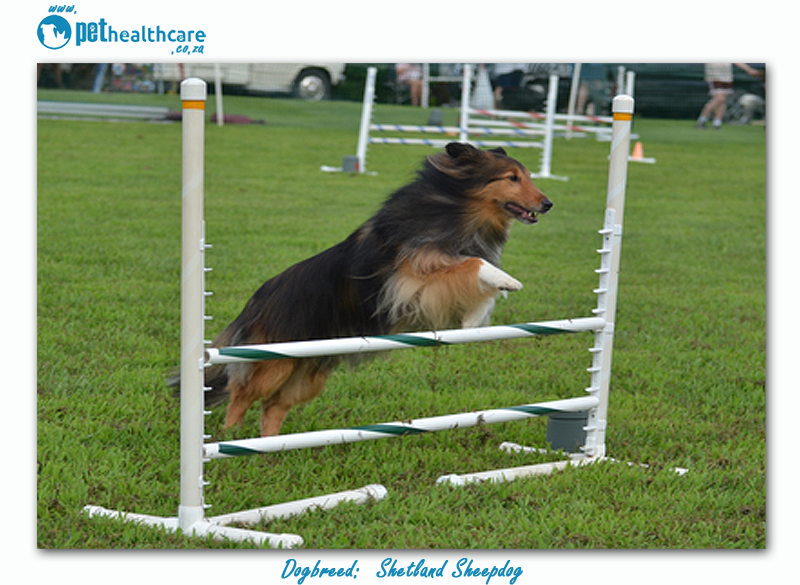 Top dogbreed in South Africa Shetland Sheepdog