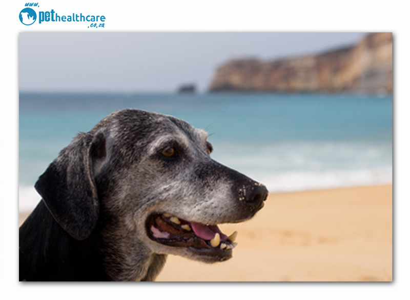 Geriatric pets