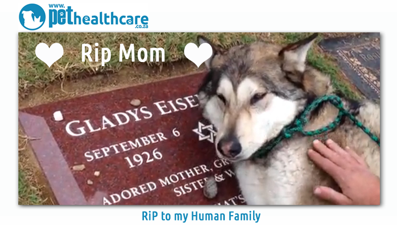 RiP human owner Dog mourning owners death. A Will for my dog pet