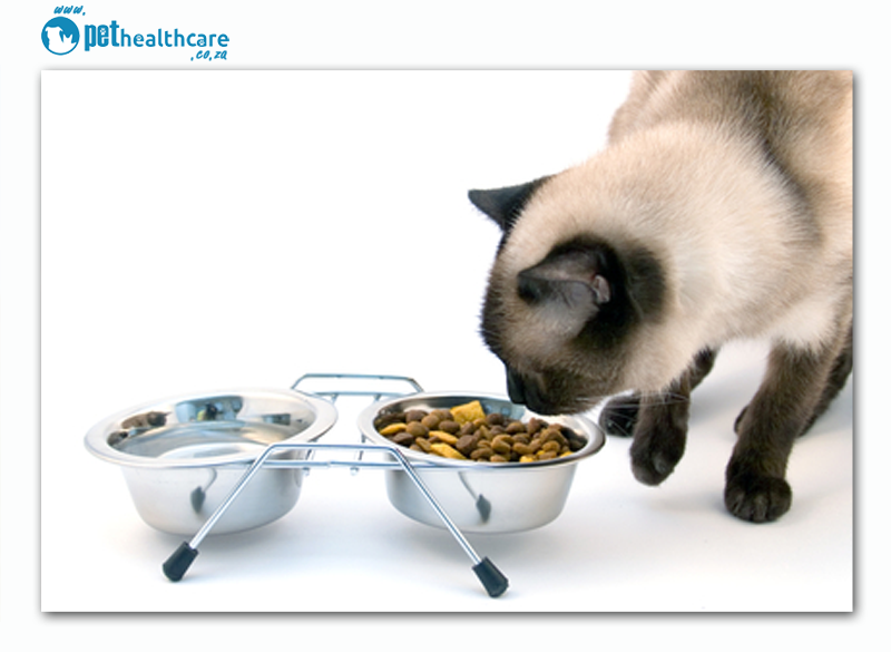 Geriatric pets and their diet
