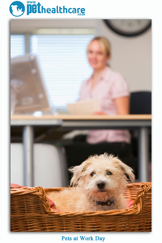 Pets at Work Day
