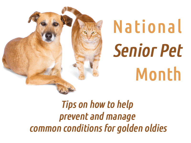 Tips for Senior Pets