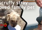 From Scruffy stray to beloved family pet, dieregesondheid, animal health, pet insurance, diere versekering, troeteldierversekering suid afrika, south Africa, Pet Health Care, pet care health, petcarehealth, pethealthcare, ask the vet, dieremaniere, animal behaviour, sick animals, siek diere, honde, katte, cats, dogs, veterinary advice, dog walks, dog events, pet wellness, kitten care health, pet care health insurance, pet insurance health, pet care news, pet health care questions, pet care health claim form