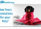 New Years Resolutions for your pets, dieregesondheid, animal health, pet insurance, diere versekering, troeteldierversekering suid afrika, south Africa, Pet Health Care, pet care health, petcarehealth, pethealthcare, ask the vet, dieremaniere, animal behaviour, sick animals, siek diere, honde, katte, cats, dogs, veterinary advice, dog walks, dog events, pet wellness, kitten care health, pet care health insurance, pet insurance health, pet care news, pet health care questions, pet care health claim form, pet