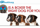 Is a boxer dog right for you, dieregesondheid, animal health, pet insurance, diere versekering, troeteldierversekering suid afrika, south Africa, Pet Health Care, pet care health, petcarehealth, pethealthcare, ask the vet, dieremaniere, animal behaviour, sick animals, siek diere, honde, katte, cats, dogs, veterinary advice, dog walks, dog events, pet wellness, kitten care health, pet care health insurance, pet insurance health, pet care news, pet health care questions, pet care health claim form, pet care h