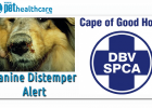 Canine Distemper Alers Cape of Good Hope SPCA, dieregesondheid, animal health, pet insurance, diere versekering, troeteldierversekering suid afrika, south Africa, Pet Health Care, pet care health, petcarehealth, pethealthcare, ask the vet, dieremaniere, animal behaviour, sick animals, siek diere, honde, katte, cats, dogs, veterinary advice, dog walks, dog events, pet wellness, kitten care health, pet care health insurance, pet insurance health, pet care news, pet health care questions, pet care health claim