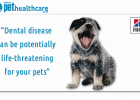 Pet Dental Health, Hill's, South Africa, Bad Breath, Dog Breath, Prescription Diet, Oral Care , Science Plan,dieregesondheid, animal health, pet insurance, diere versekering, troeteldierversekering suid afrika,   south Africa, Pet Health Care, pet care health, petcarehealth, pethealthcare, ask the vet, dieremaniere,   animal behaviour, sick animals, siek diere, honde, katte, cats, dogs, veterinary advice, pet wellness, kitten care health, pet care health insurance, pet insurance health, pet care news,   pet