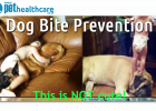 Pet Health Care Dog Bite Prevention Tips Dog bites child, dieregesondheid, animal health, pet insurance, diere versekering, troeteldierversekering suid afrika, south Africa, Pet Health Care, pet care health, petcarehealth, pethealthcare, ask the vet, dieremaniere, animal behaviour, sick animals, siek diere, honde, katte, cats, dogs, veterinary advice, dog walks, dog events, pet wellness, kitten care health, pet care health insurance, pet insurance health, pet care news, pet health care questions, pet care h