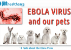 10 Facts about the Ebola Virus and pets, dieregesondheid, animal health, pet insurance, diere versekering, troeteldierversekering suid afrika, south Africa, Pet Health Care, pet care health, petcarehealth, pethealthcare, ask the vet, dieremaniere, animal behaviour, sick animals, siek diere, honde, katte, cats, dogs, veterinary advice, dog walks, dog events, pet wellness, kitten care health, pet care health insurance, pet insurance health, pet care news, pet health care questions, pet care health claim form,