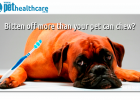 Pet Dental Health, dieregesondheid, animal health, pet insurance, diere versekering, troeteldierversekering suid afrika, south Africa, Pet Health Care, pet care health, petcarehealth, pethealthcare, ask the vet, dieremaniere, animal behaviour, sick animals, siek diere, honde, katte, cats, dogs, veterinary advice, dog walks, dog events, pet wellness, kitten care health, pet care health insurance, pet insurance health, pet care news, pet health care questions, pet care health claim form, pet care health appli