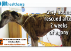Greyhound Rescued in Khayelitsha Animal Hero, dieregesondheid, animal health, pet insurance, diere versekering, troeteldierversekering suid afrika, south Africa, Pet Health Care, pet care health, petcarehealth, pethealthcare, ask the vet, dieremaniere, animal behaviour, sick animals, siek diere, honde, katte, cats, dogs, veterinary advice, dog walks, dog events, pet wellness, kitten care health, pet care health insurance, pet insurance health, pet care news, pet health care questions, pet care health claim 
