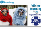 SPCA CAPE OF GOOD HOPE, dieregesondheid, animal health, pet insurance, diere versekering, troeteldierversekering suid afrika, south Africa, Pet Health Care, pet care health, petcarehealth, pethealthcare, ask the vet, dieremaniere, animal behaviour, sick animals, siek diere, honde, katte, cats, dogs, veterinary advice, dog walks, dog events, pet wellness, kitten care health, pet care health insurance, pet insurance health, pet care news, pet health care questions, pet care health claim form, pet care health 