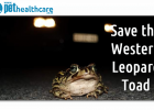 Save the endangered western leopard toad, dieregesondheid, animal health, pet insurance, diere versekering, troeteldierversekering suid afrika, south Africa, Pet Health Care, pet care health, petcarehealth, pethealthcare, ask the vet, dieremaniere, animal behaviour, sick animals, siek diere, honde, katte, cats, dogs, veterinary advice, dog walks, dog events, pet wellness, kitten care health, pet care health insurance, pet insurance health, pet care news, pet health care questions, pet care health claim form