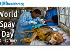 World spay day 25 February