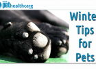 Winter warming tips for your pets, dieregesondheid, animal health, pet insurance, diere versekering, troeteldierversekering suid afrika, south Africa, Pet Health Care, pet care health, petcarehealth, pethealthcare, ask the vet, dieremaniere, animal behaviour, sick animals, siek diere, honde, katte, cats, dogs, veterinary advice, dog walks, dog events, pet wellness, kitten care health, pet care health insurance, pet insurance health, pet care news, pet health care questions, pet care health claim form, pet c