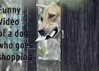 Funny Dog Video, SPCA Advert, Dog goes shopping, Dog with Cash, Dog buys condoms, Animal Shelters in South Africa, Find an animal shelter, 