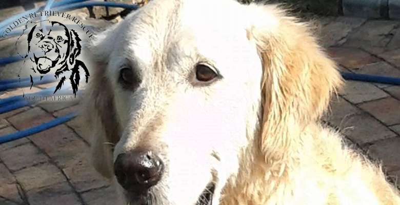 Golden Retriever Rescue South Africa Pet Health CareGolden Retriever Golden Retriever Rescue South Africa Pet Health CareGolden Retriever