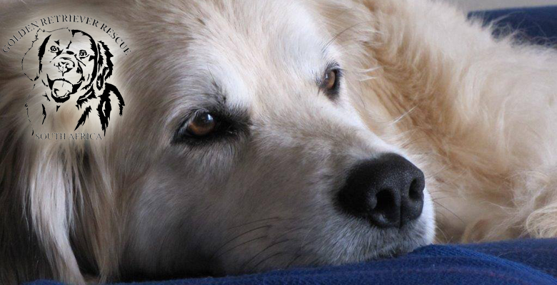 Golden Retriever Rescue South Africa Pet Health CareGolden Retriever Golden Retriever Rescue South Africa Pet Health CareGolden Retriever